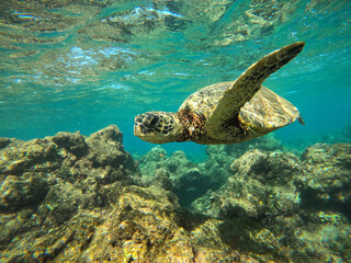 Plakat green sea turtle