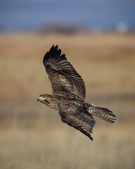 red tailed hawk