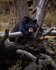 black bear sleeping