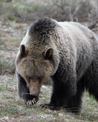 Naklejka premium brown bear cub