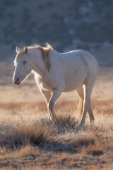 wild white horse on the meadow