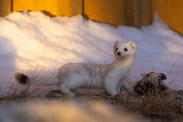 white ermine, stoat, short tailed weasel in snow