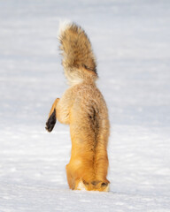 red fox hunting in winter