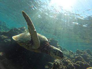 Obraz na płótnie Canvas turtle swimming