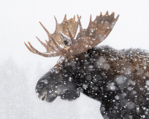 bull moose in a snow storm