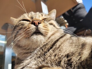 close up of cat © Serkan