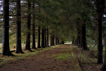 Avenue of old pines.