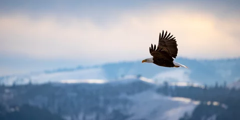 Zelfklevend Fotobehang eagle in flight © Tristan