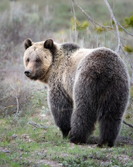 Fototapeta premium brown bear cub