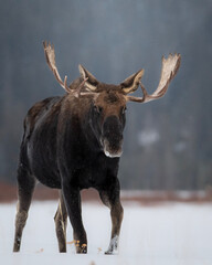 bull moose in winter