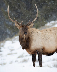 bull elk in winter