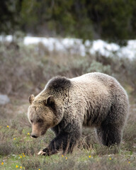 Obraz premium brown bear cub