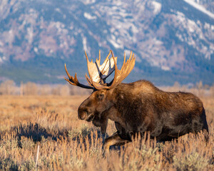 bull moose in sagebrush