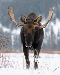 Bull moose in winter snow