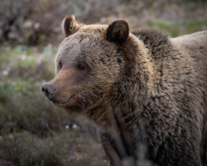 Obraz na płótnie Canvas grizzly bear protrait