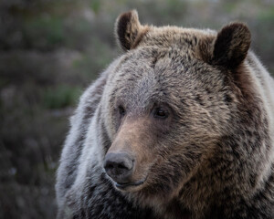 Obraz na płótnie Canvas grizzly bear portrait