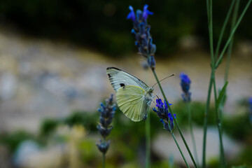 butterfly on flower