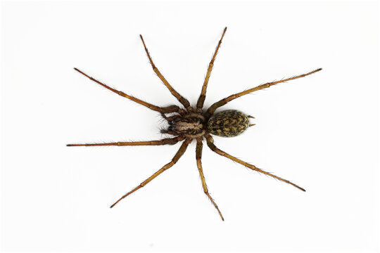 Macro photo of tegenaria spider isolated on white background