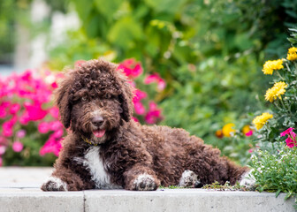 Beautiful dog with curly wool lies on the background of flower beds