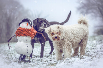 Portrait of a white fluffy pumi dog and a black elderly labrador retriever beneath a plush snowman...