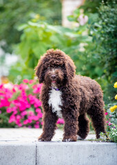 Beautiful dog with curly wool stands on the background of flower beds