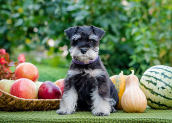 Beautiful shaggy dog sits among apples and pumpkins