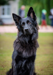 Fototapeta premium Black shaggy dog is sitting in the park