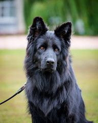Black shaggy dog is sitting in the park