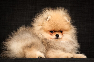  Cute and very fluffy dog is posing for a photo. The breed of the dog is the Pomeranian