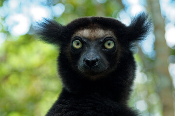 Indri indri - Babakoto the largest lemur of Madagascar has a black and white coat, climbing or clinging, moving through the canopy, herbivorous, feeding on leaves and seeds, fruits and flowers © phototrip.cz