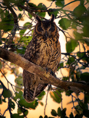 Madagascar Owl - Asio madagascariensis also Madagascan or Madagascar long-eared owl, endemic to the island of Madagascar, adult next to the nest