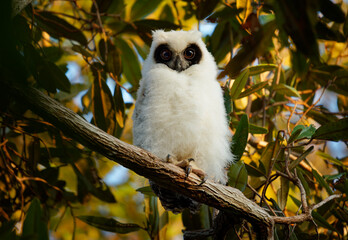 Madagascar Owl - Asio madagascariensis also Madagascan or Madagascar long-eared owl, endemic to the island of Madagascar, white young baby chick on the branch