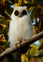 Madagascar Owl - Asio madagascariensis also Madagascan or Madagascar long-eared owl, endemic to the island of Madagascar, white young baby chick on the branch