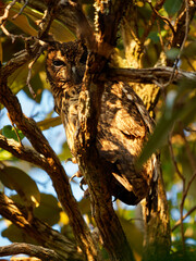 Madagascar Owl - Asio madagascariensis also Madagascan or Madagascar long-eared owl, endemic to the island of Madagascar, adult next to the nest