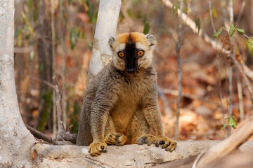 Red Lemur - Eulemur fulvus rufus also Rufous brown or Northern Red-fronted lemur, lemur from Madagascar, primate in typical dry forest, climbing on the tree