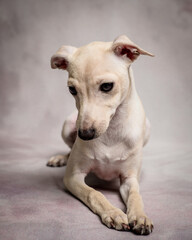 White beautiful dog is posing for a photo