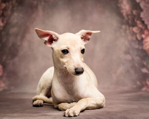 White beautiful dog is posing for a photo