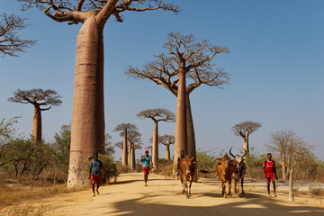 Landscape with the big trees baobabs in Madagascar. Baobab alley during the day, famous baobab alley around the dusty road on the western coast of Madagascar, several zebu cows - obrazy, fototapety, plakaty