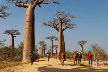  Landscape with the big trees baobabs in Madagascar. Baobab alley during the day, famous baobab alley around the dusty road on the western coast of Madagascar, several zebu cows © phototrip.cz