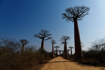 Landscape with the big trees baobabs in Madagascar. Baobab alley during the day, sunset and...