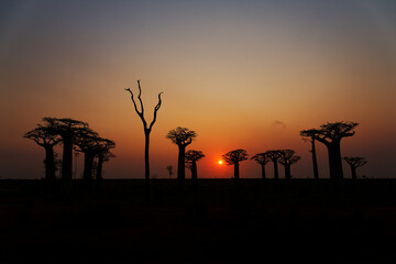 Naklejka premium Landscape with the big trees baobabs in Madagascar. Baobab alley during sunset or sunrise, late evening orange sun and baobab silhouettes