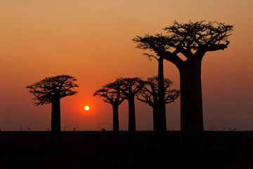 Fototapeten Landscape with the big trees baobabs in Madagascar. Baobab alley during sunset or sunrise, late evening orange sun and baobab silhouettes © phototrip.cz