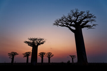 Fototapeta na wymiar Landscape with the big trees baobabs in Madagascar. Baobab alley during sunset or sunrise, late evening orange sun and baobab silhouettes
