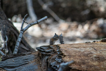 squirrel on a tree