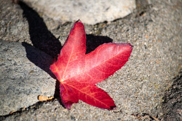 red maple leaf on the ground