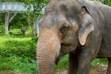 Fototapeta premium Elephants living their best life in Thailand
