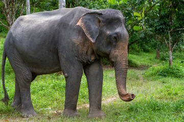 Fototapeta na wymiar Elephants living their best life in Thailand