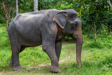 Fototapeta premium Elephants living their best life in Thailand