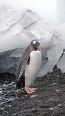 Fototapeta premium Gentoo penguin (Pygoscelis papua) in front of an iceberg at Brown Bluff, Antarctica