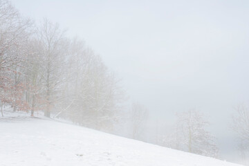 White trees in park in winter. White snow landscape in England, Yorkshire.